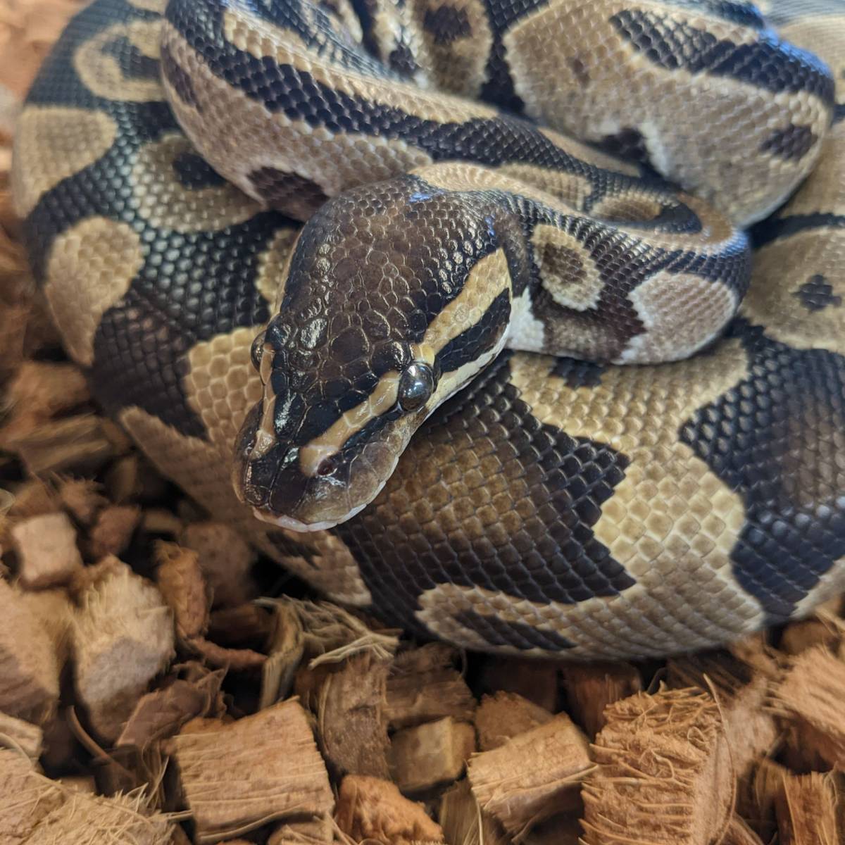 Josh's Frogs Loose Coco Husk Chips (10 Liters)