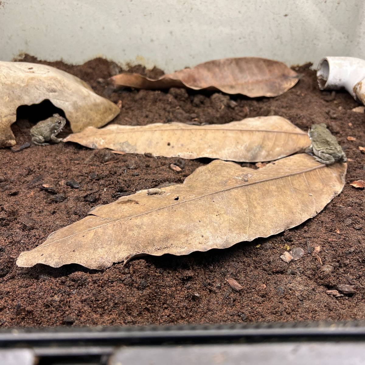 Josh's Frogs Mango Leaf Litter (10 leaves)