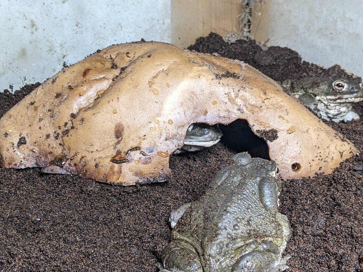 Josh's Frogs Rock Cave Herp Hide (Large)