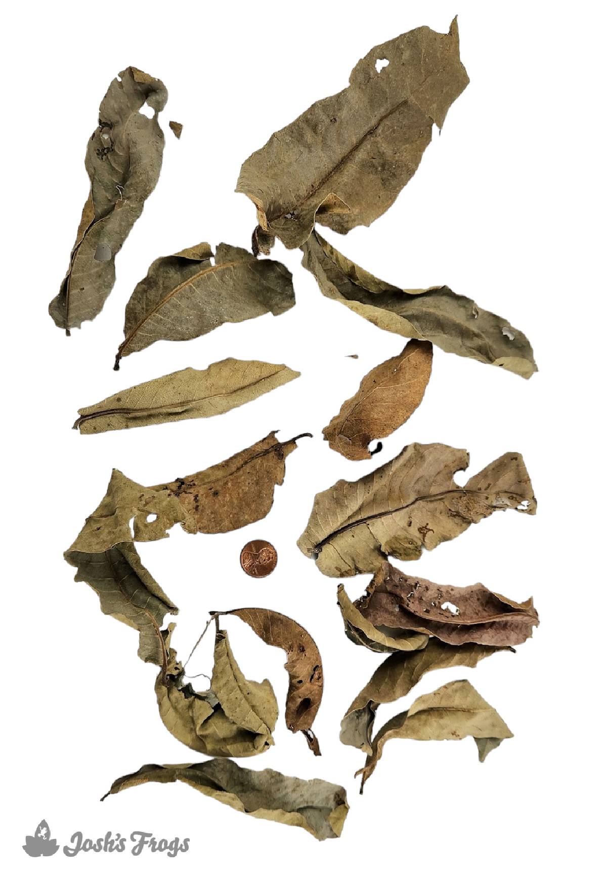 Josh's Frogs Dried Kumbuk Leaf Litter (15 leaves)
