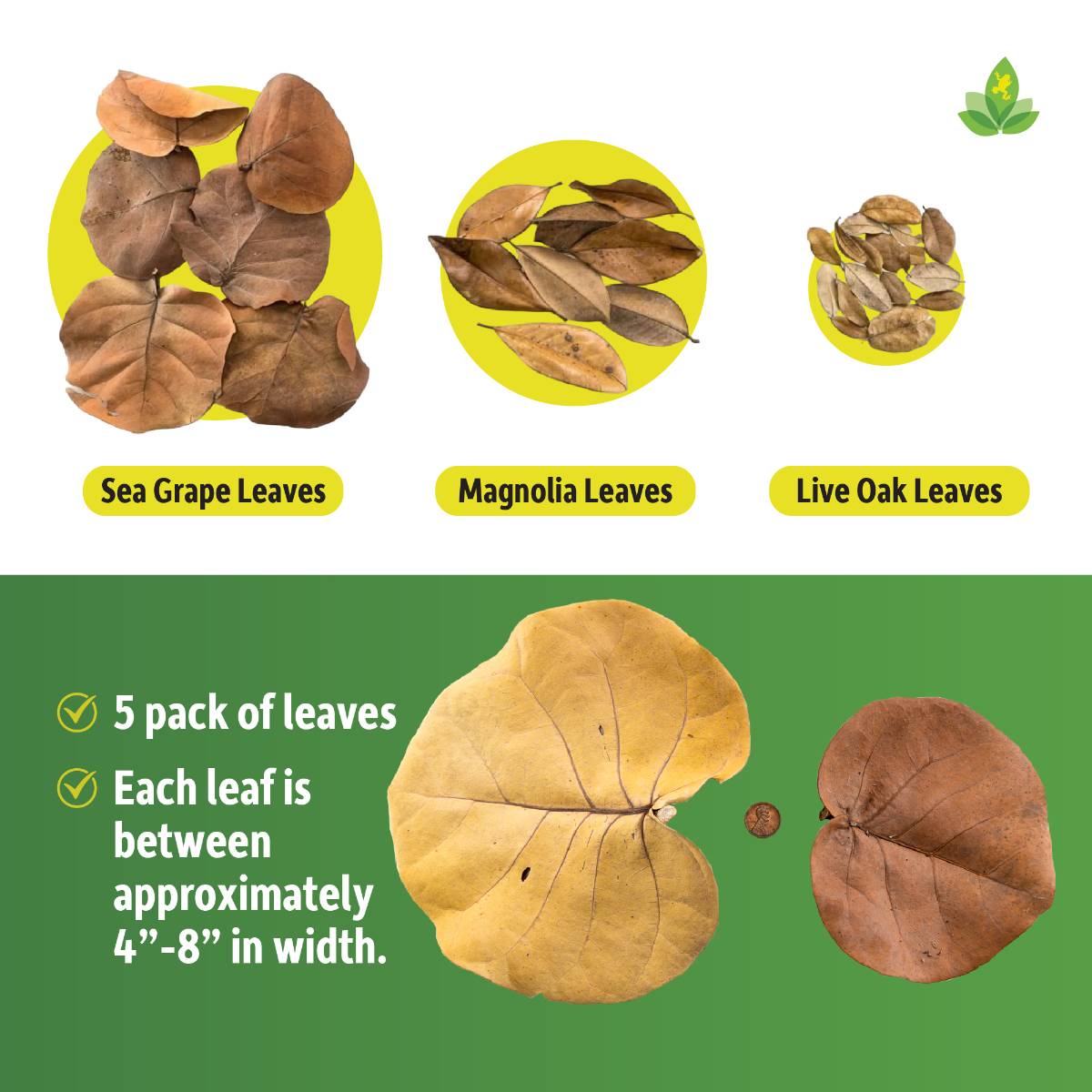 Sea Grape Leaf Litter (5 leaves)