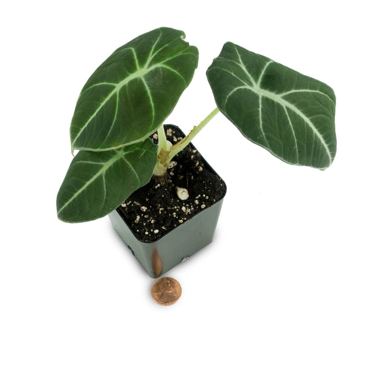 Alocasia reginula 'Black Velvet'