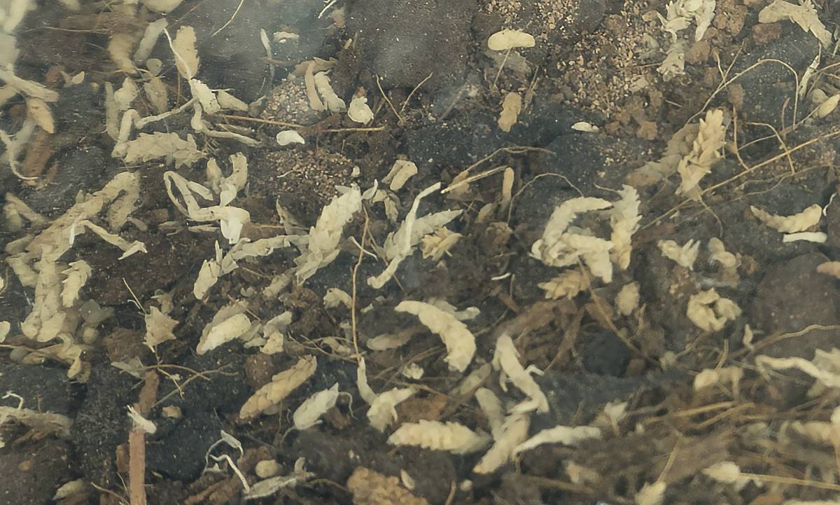 Josh's Frogs BioBedding TROPICAL Bioactive Substrate (10 quarts)
