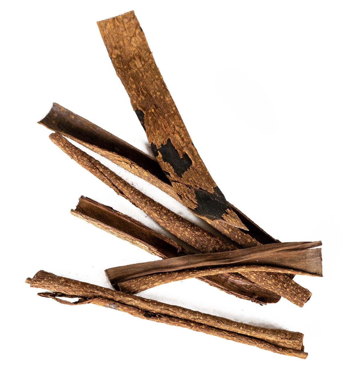 Josh's Frogs Catappa Bark (5 Pieces)