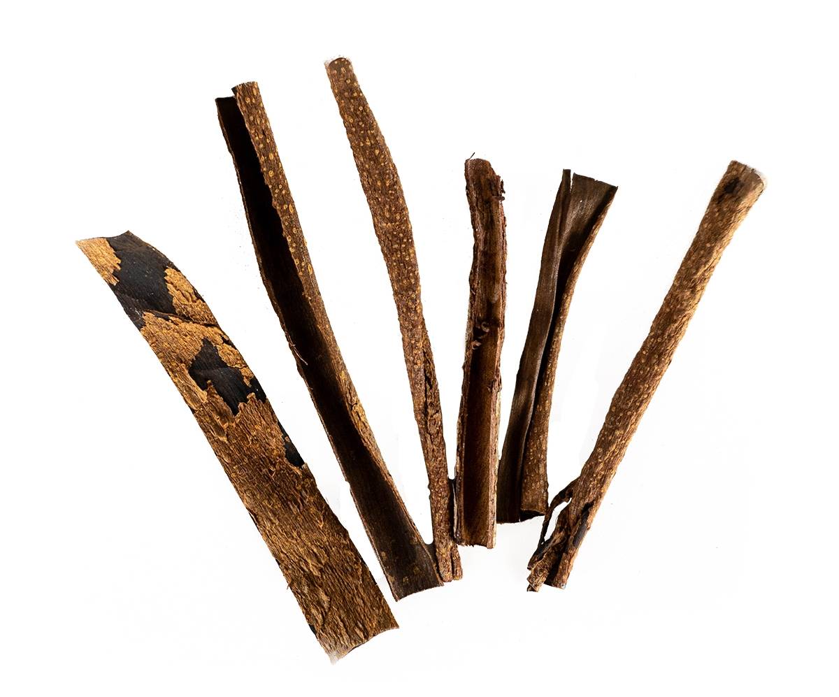 Josh's Frogs Catappa Bark (5 Pieces)