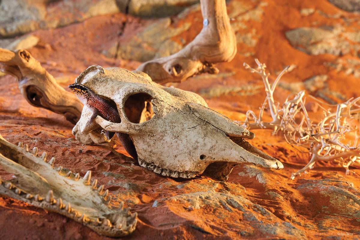 Exo Terra Buffalo Skull