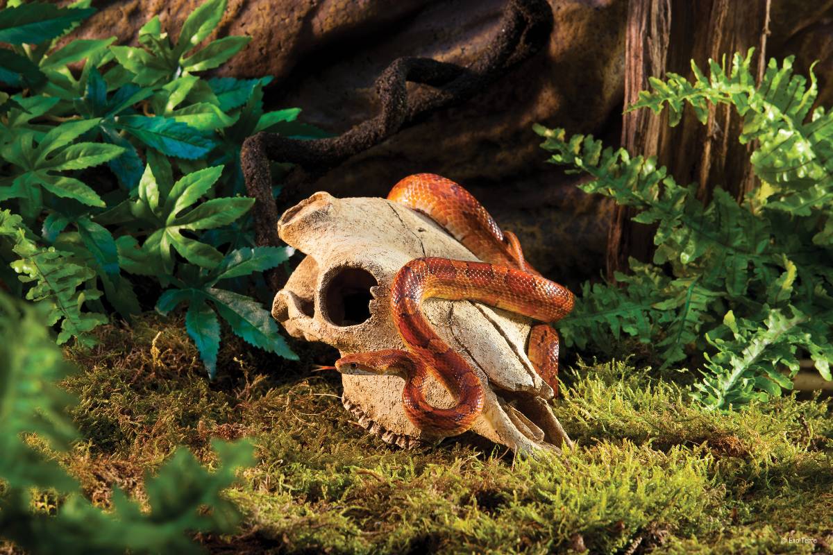Exo Terra Buffalo Skull