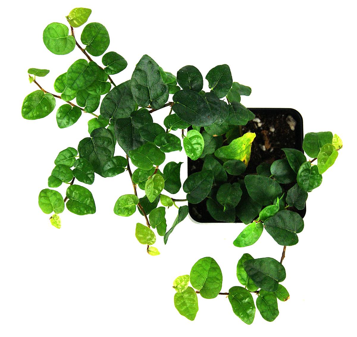 Ficus pumila 'Creeping Fig'