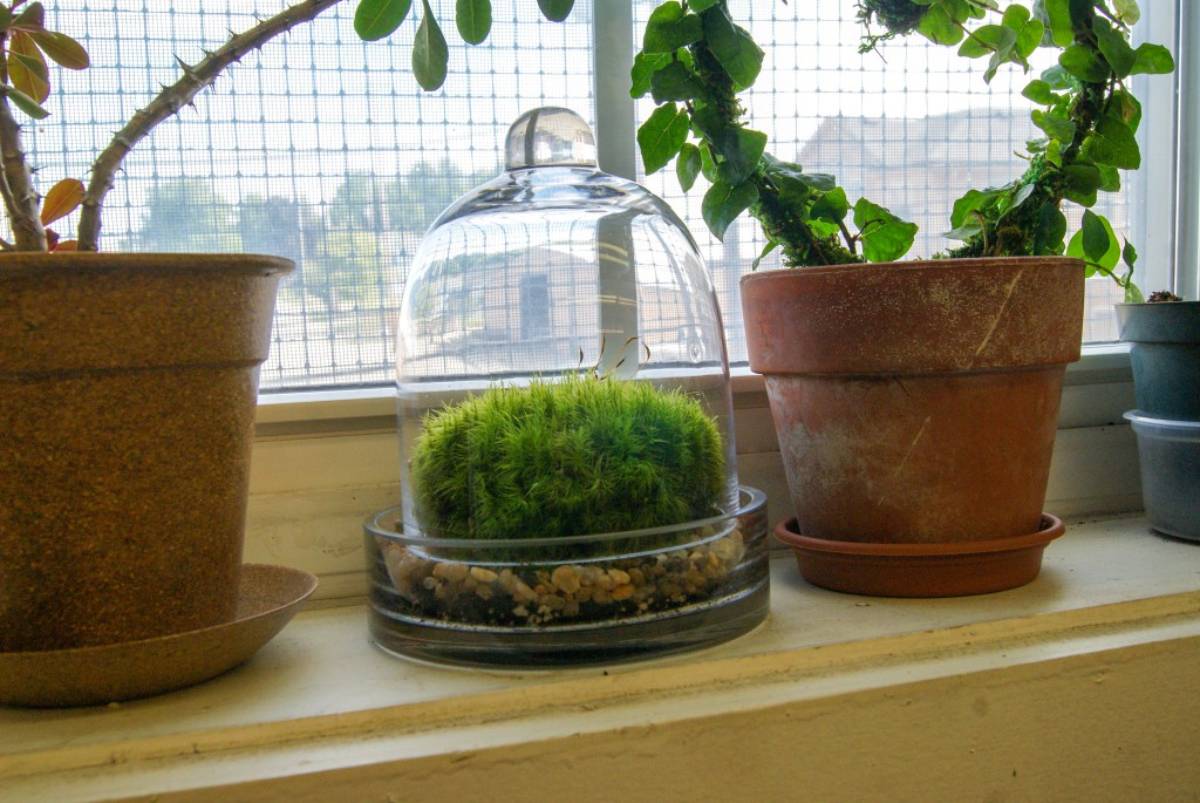 Fresh Mood Moss (1 quart)