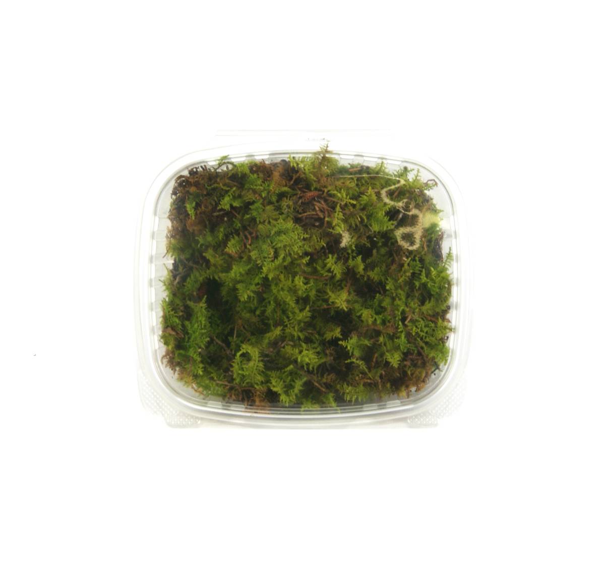 Fresh Sheet Moss (1 quart)