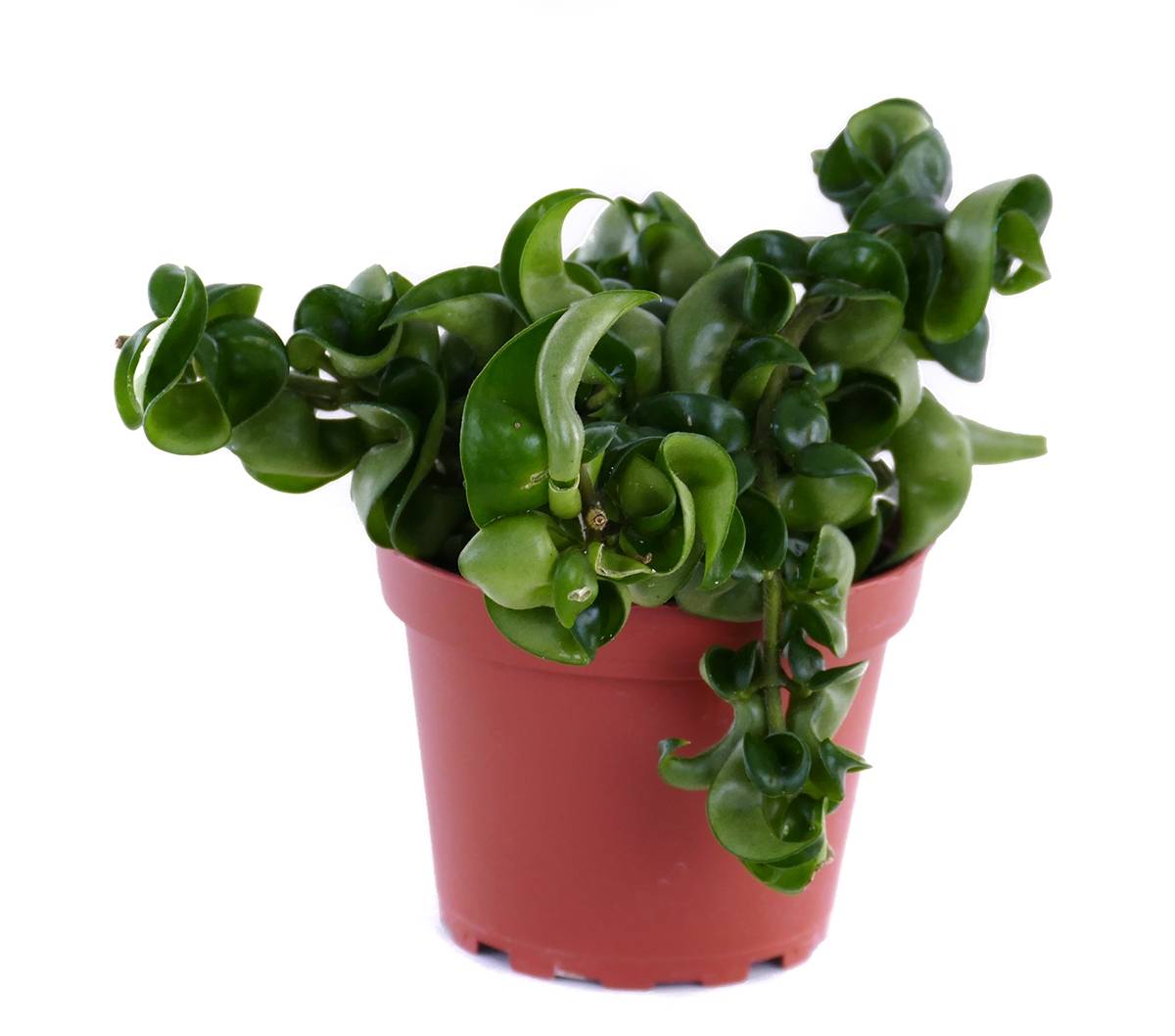 Hoya Carnosa, Wax Plant, Beautiful Porcelain Flower Blooms - Great House Plant e Hoya Carnosa, Wax Plant, Beautiful Porcelain Flower Blooms - Great House Plant e