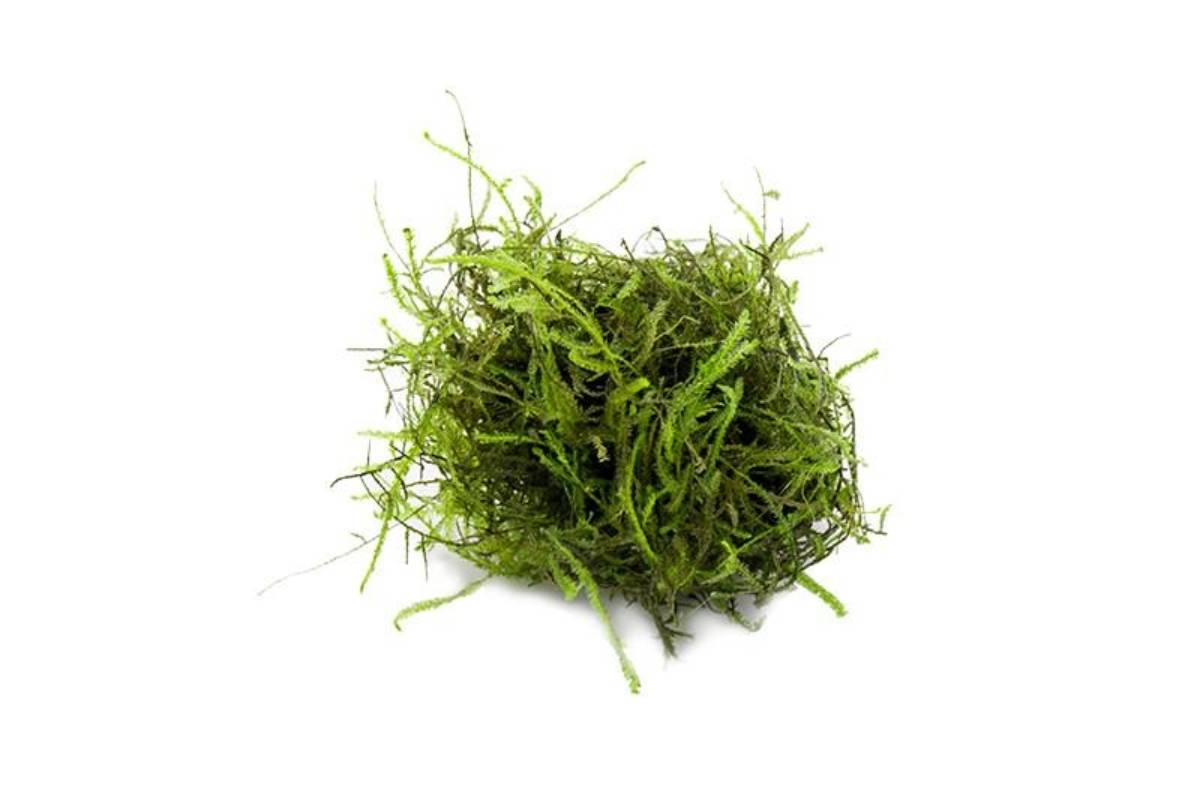 Taxiphyllum barbieri - Java Moss