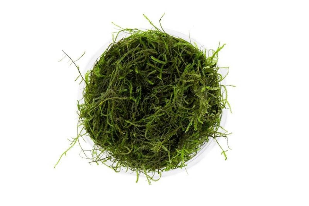 Taxiphyllum barbieri - Java Moss