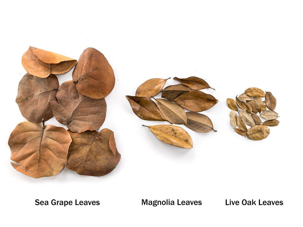 BULK Magnolia Leaf Litter (24x18x18" Box, Loose Leaves)