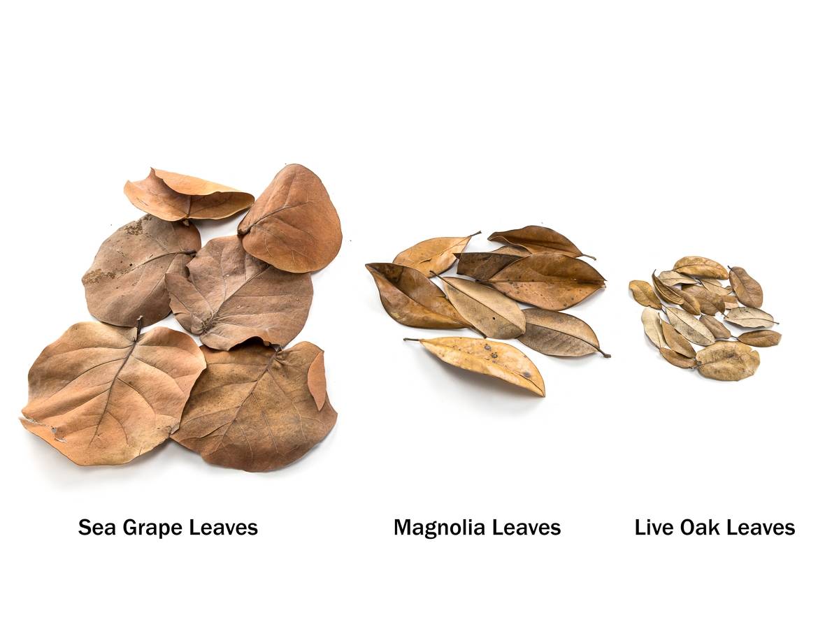 BULK Magnolia Leaf Litter (24x18x18" Box, Loose Leaves)