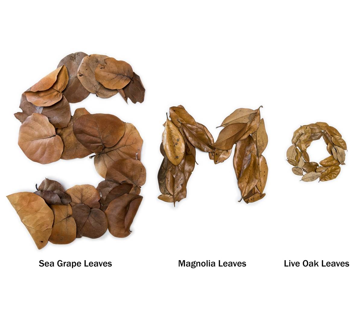 BULK Magnolia Leaf Litter (24x18x18" Box, Loose Leaves)