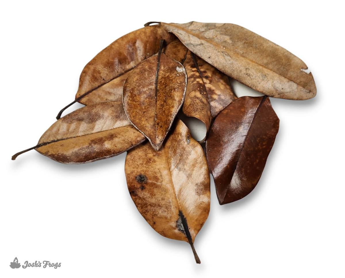 BULK Magnolia Leaf Litter (24x18x18" Box, Loose Leaves)