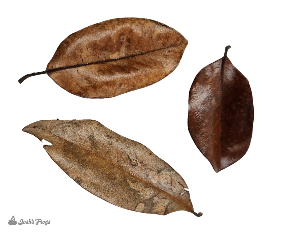 BULK Magnolia Leaf Litter (24x18x18" Box, Loose Leaves)