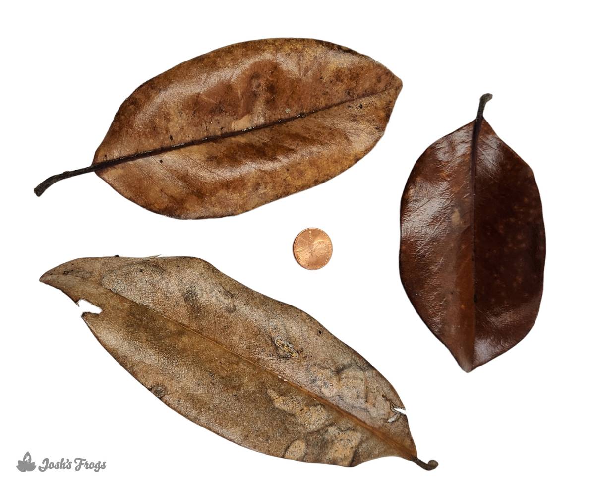 BULK Magnolia Leaf Litter (24x18x18" Box, Loose Leaves)