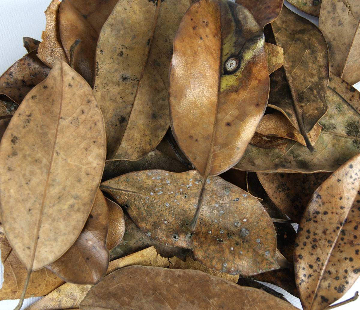 BULK Magnolia Leaf Litter (24x18x18" Box, Loose Leaves)