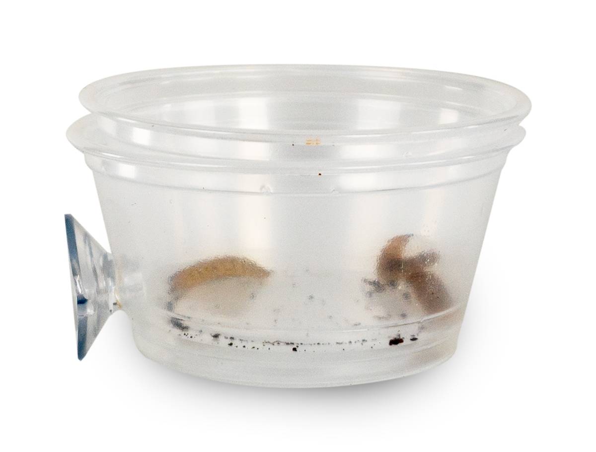 Mounted Suction Feeding Cup for Geckos (2 oz Cup)