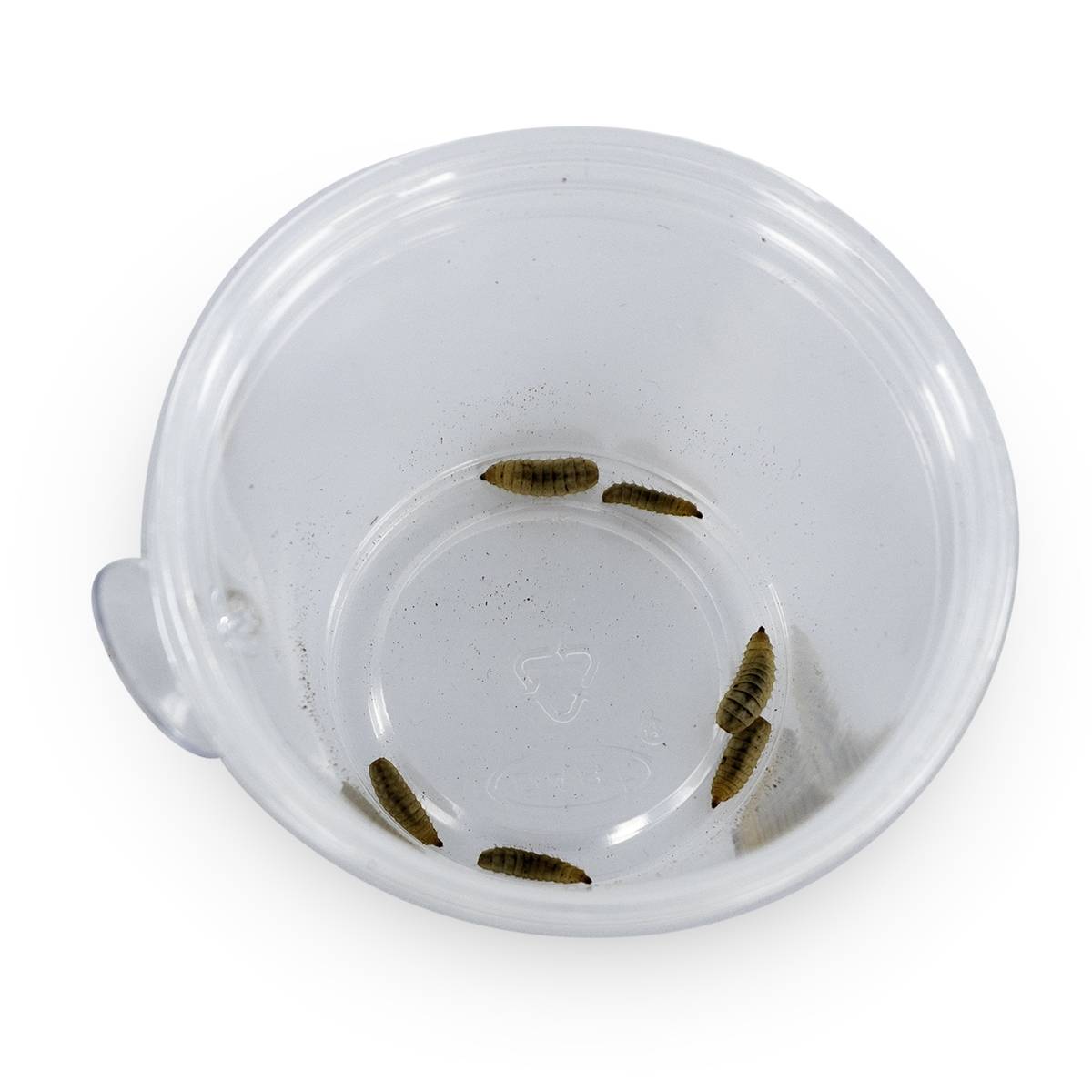 Mounted Suction Feeding Cup for Geckos (4 oz Cup)