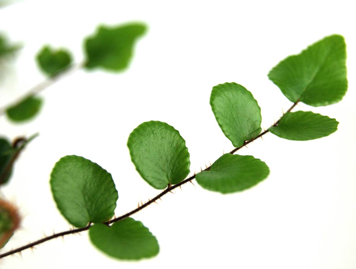 Pellaea rotundifolia 'Button Fern'