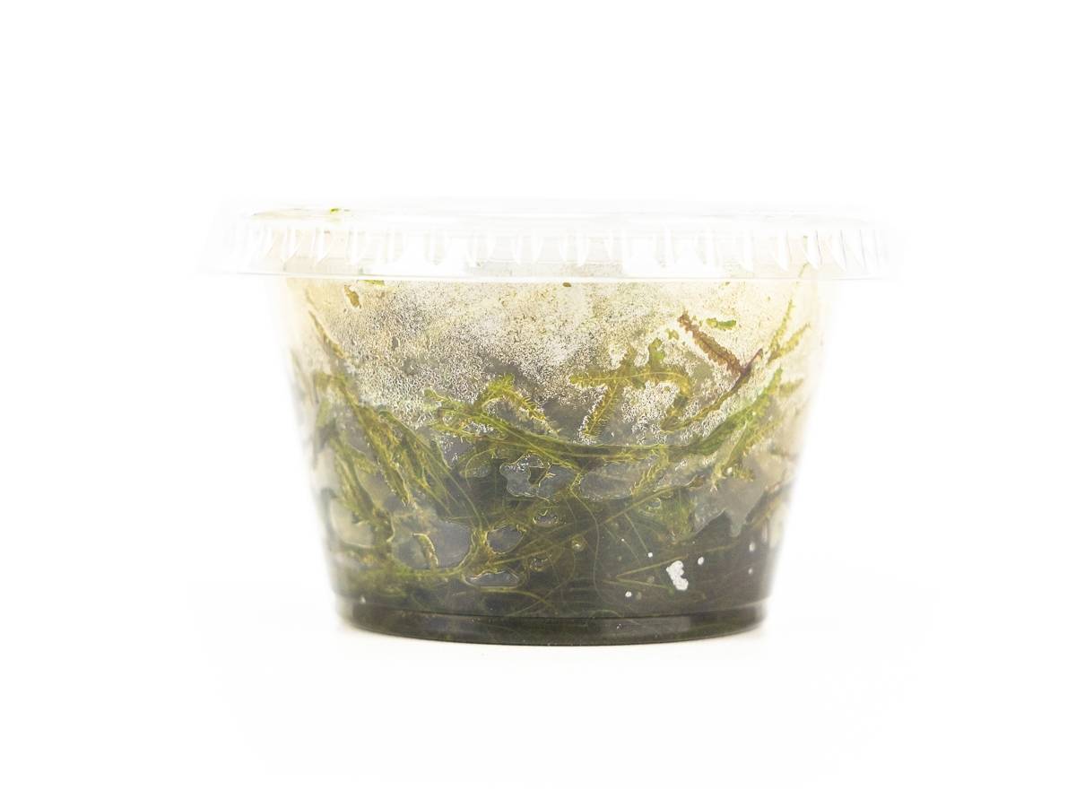 Taxiphyllum barbieri - Java Moss