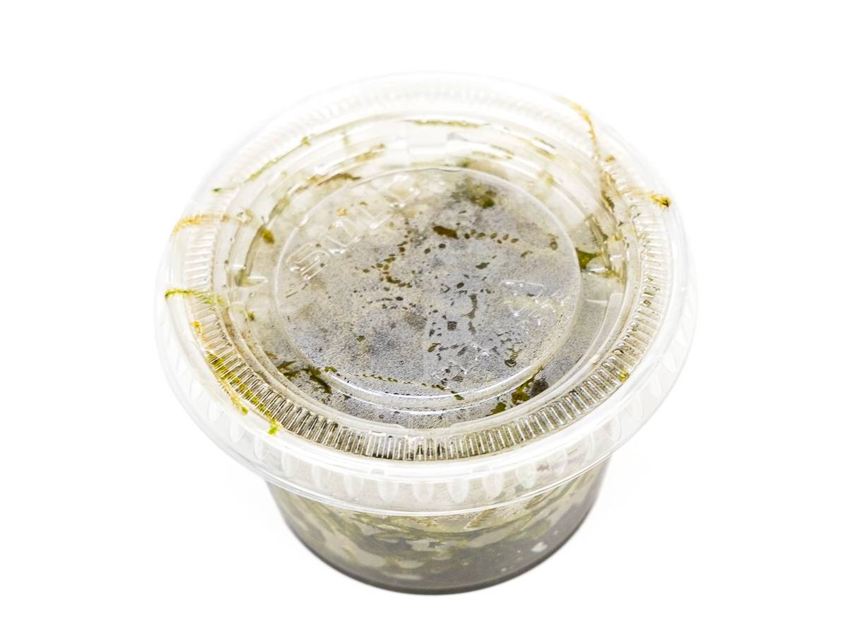Taxiphyllum barbieri - Java Moss