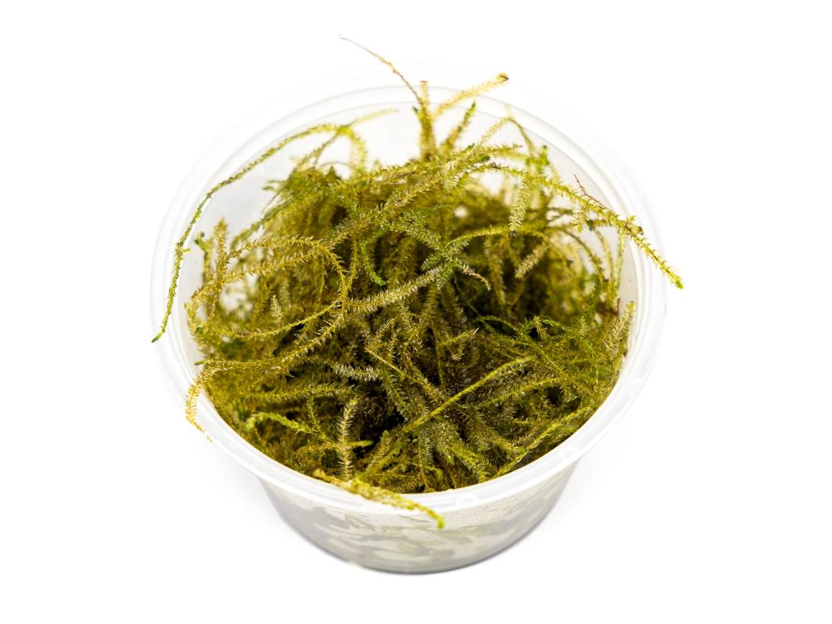 Taxiphyllum barbieri - Java Moss