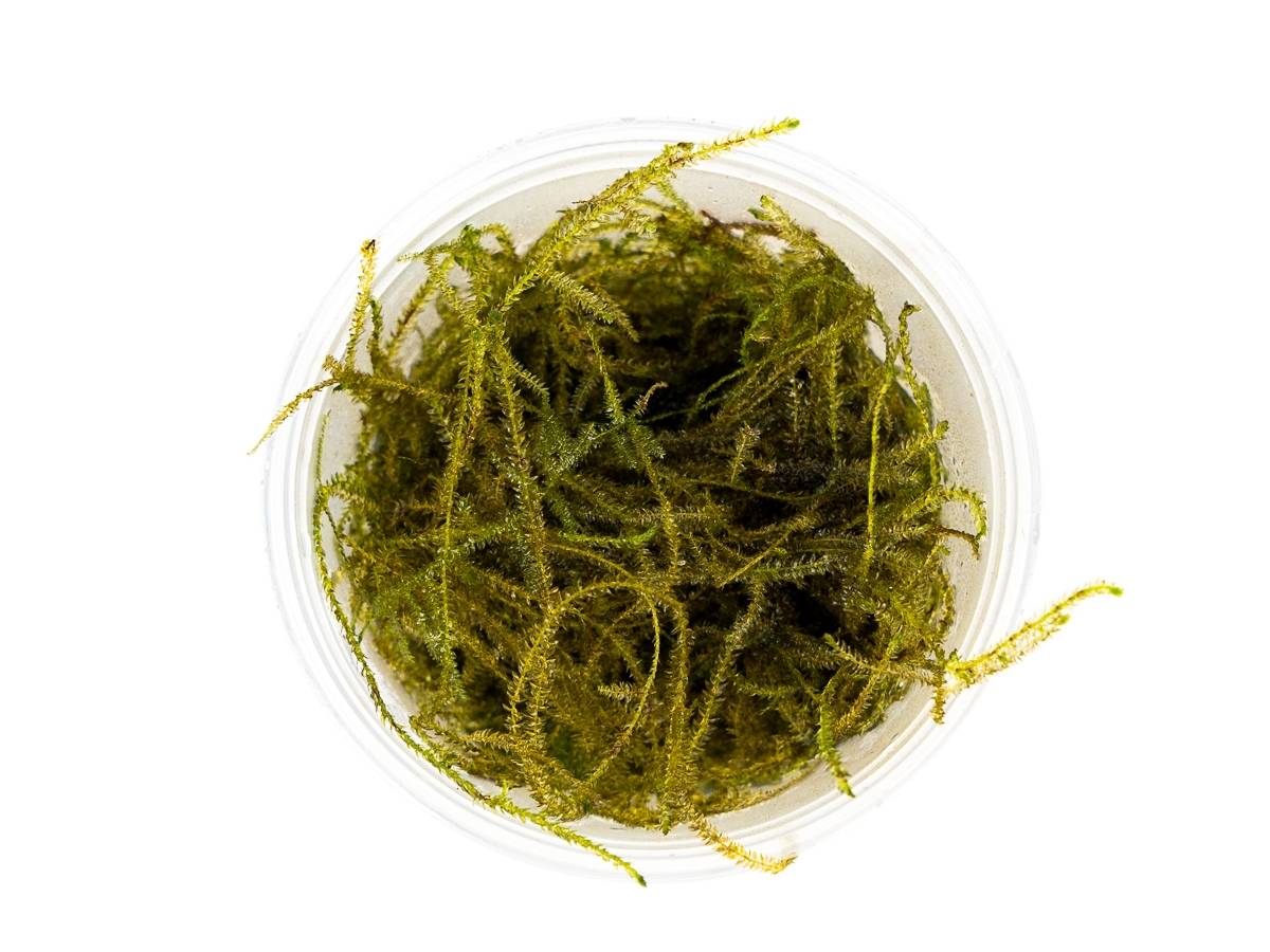 Taxiphyllum barbieri - Java Moss