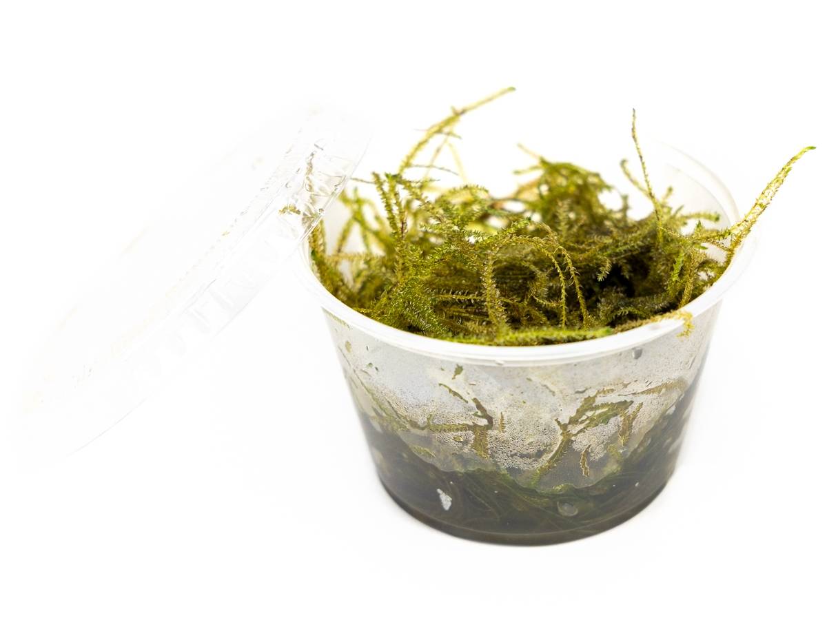 Taxiphyllum barbieri - Java Moss