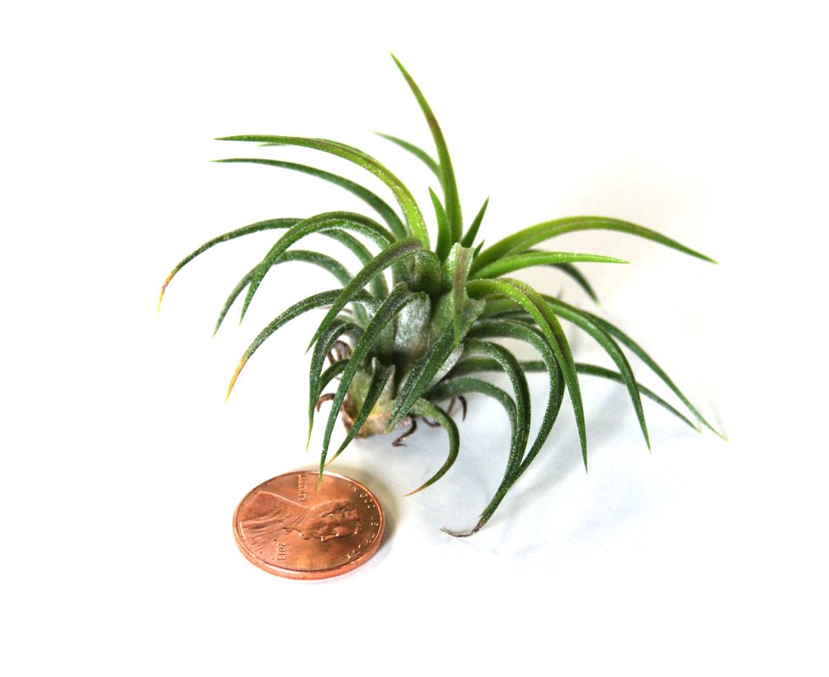 Tillandsia ionantha - Air Plant (Small 1-3 inch)
