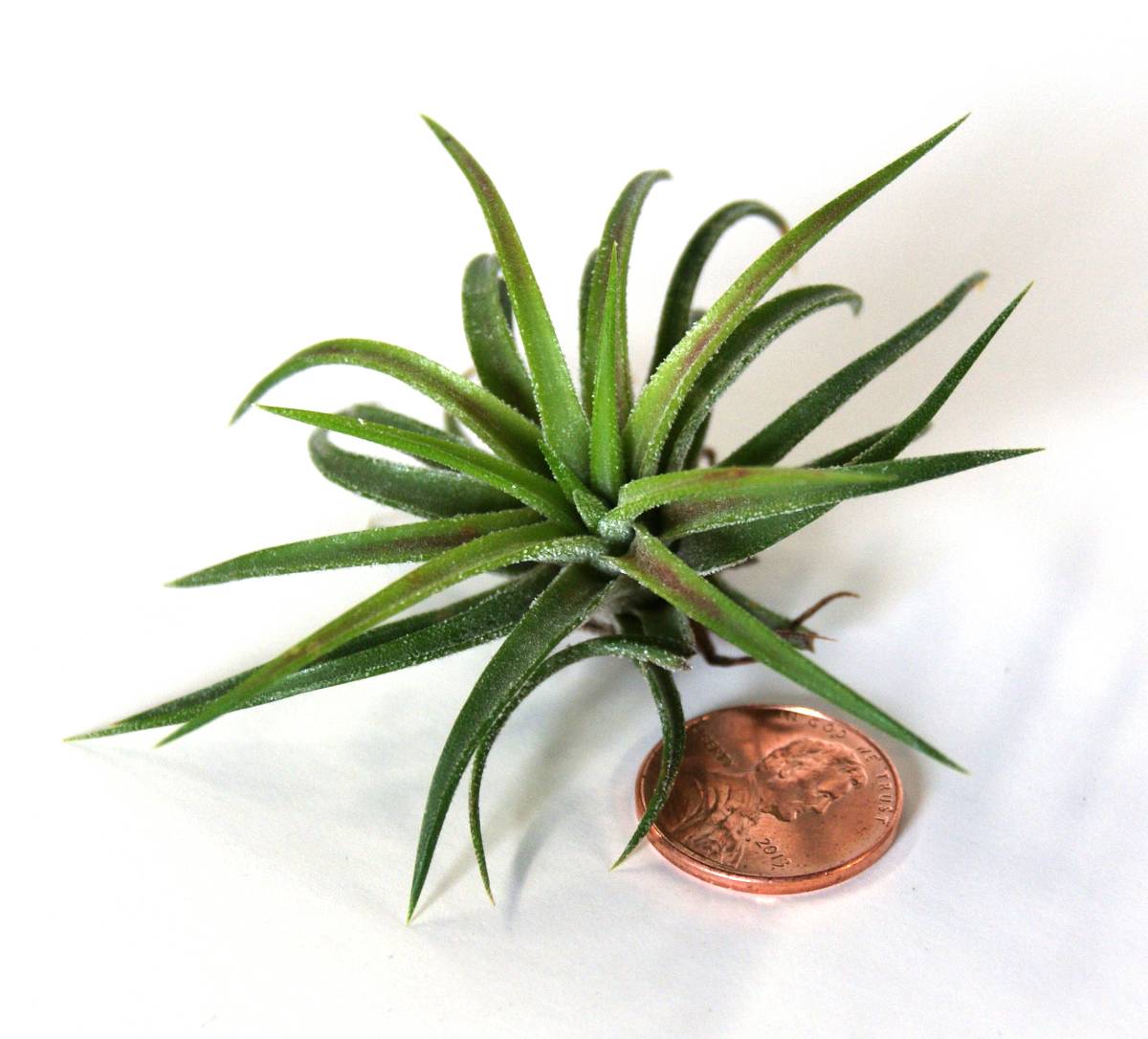 Tillandsia ionantha - Air Plant (Small 1-3 inch)