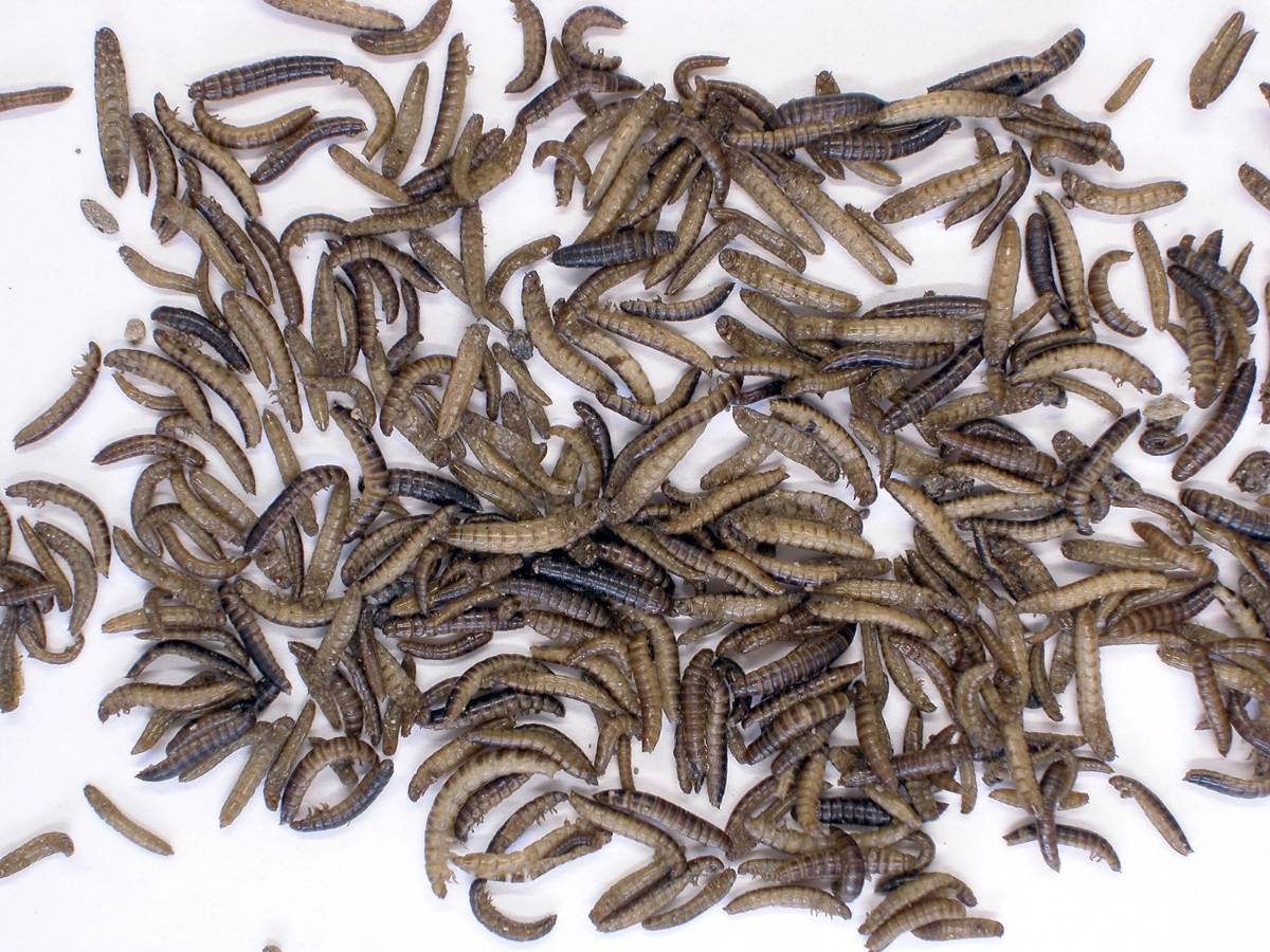 Zoo Med Can O' Mini Mealies (1.2 oz - SMALL Canned Mealworms)