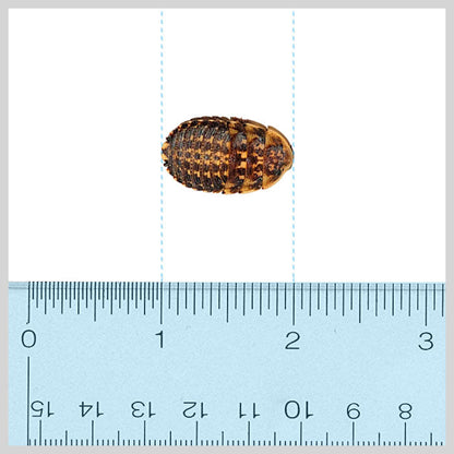 Discoid Roaches