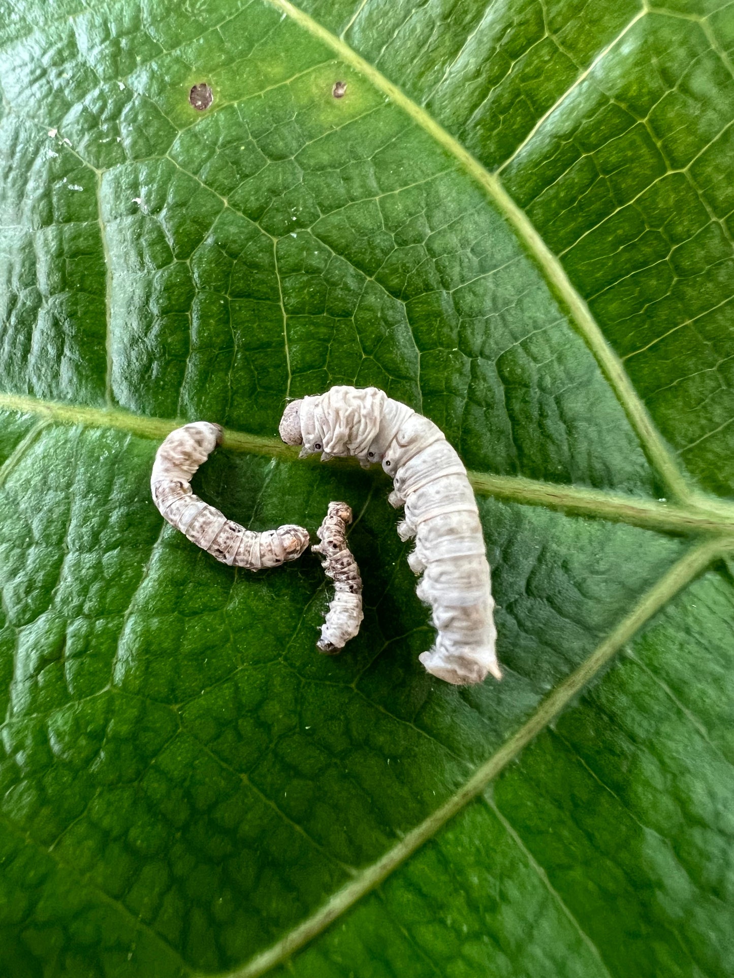 Small/Medium Silkworm Assortment