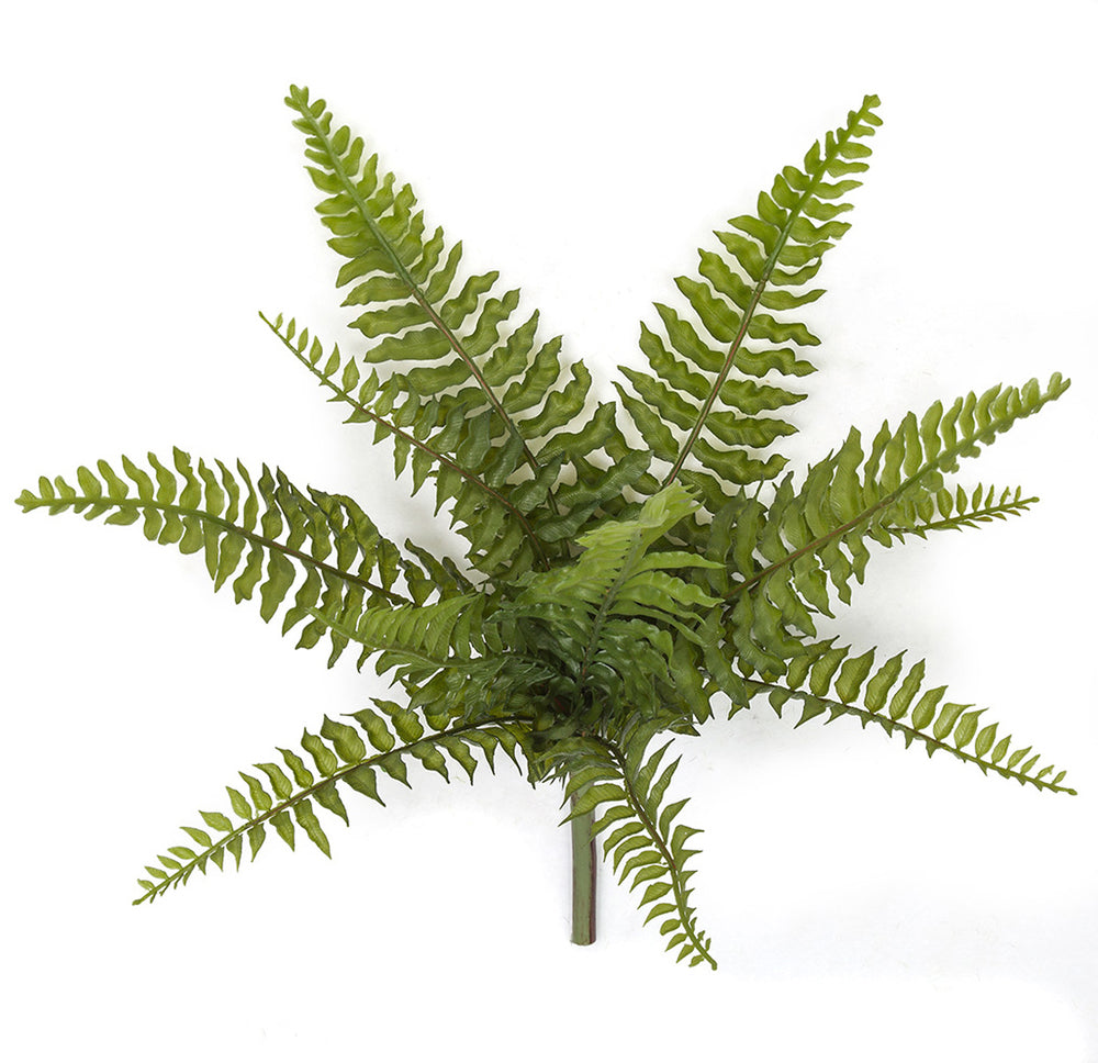 Boston Fern Bush - 16 Inch