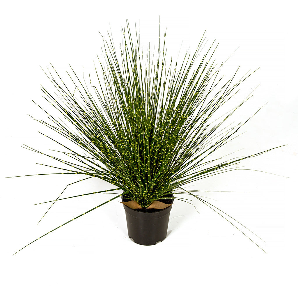 Zebra Onion Grass - 17 Inch