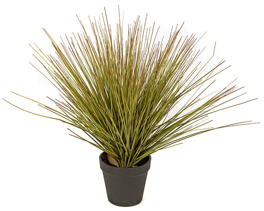 Mixed Onion Grass Bush - 18 Inch