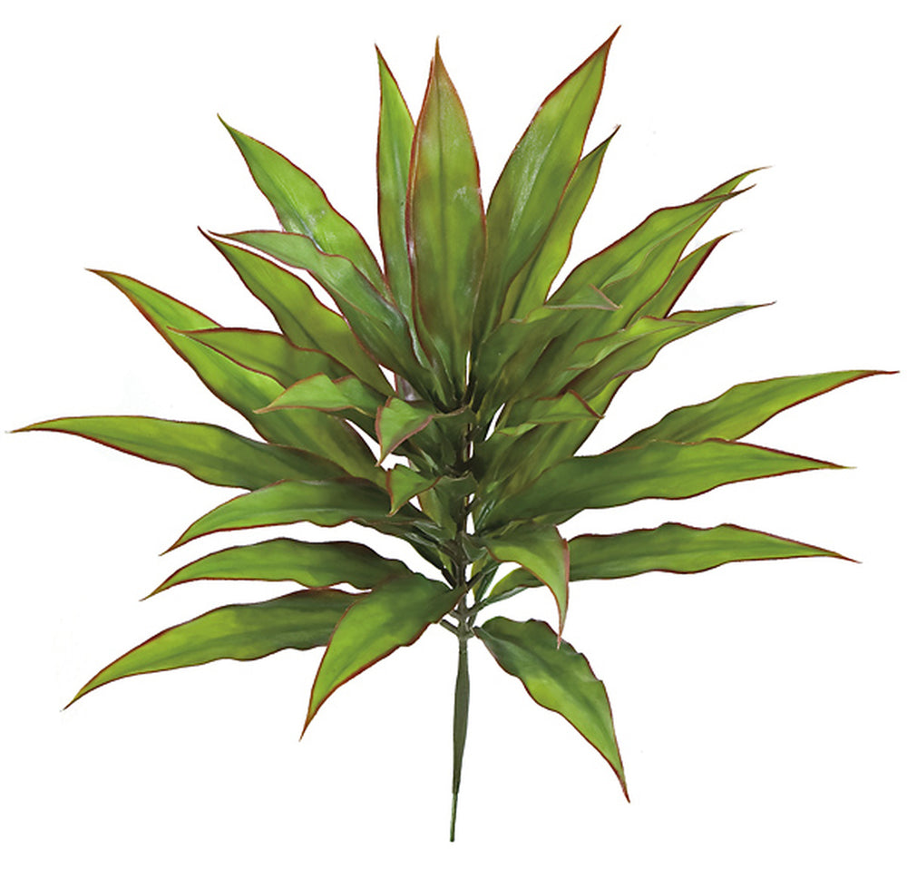 Dracaena Bush - 23 Inch