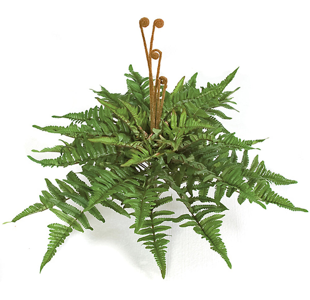 Mountain Fern Bush - 24 Inch