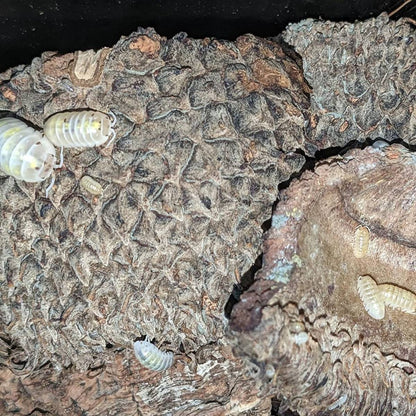 White Oak Acorn Caps (Includes 5 Caps)