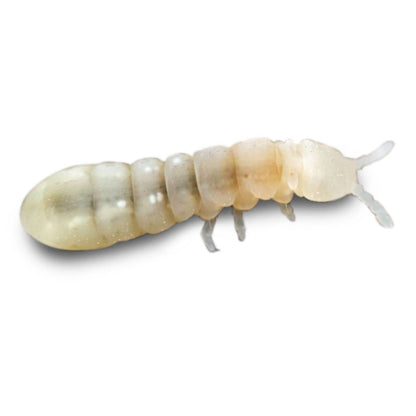 Temperate Springtail (Collembola) 8 oz Culture