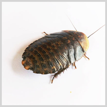 Discoid Roaches