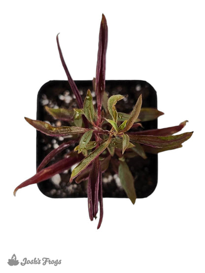 Alternanthera ficoidea 'Red Threads'