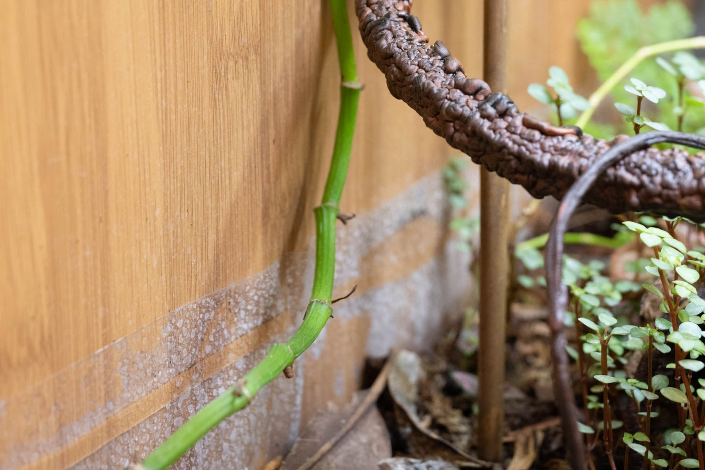 Reptile Enclosure Bio-Basin