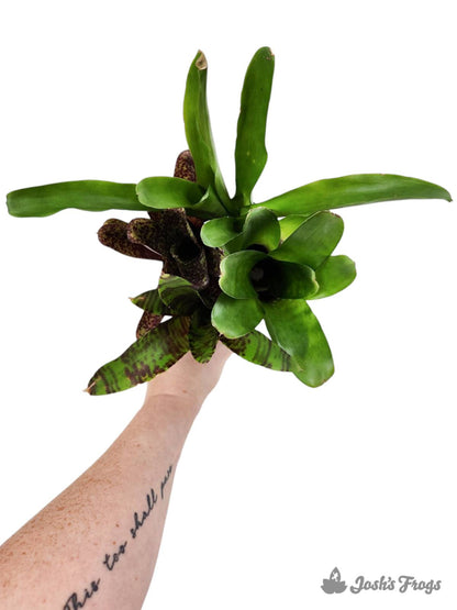 Bromeliad - Large (Grower's Choice)