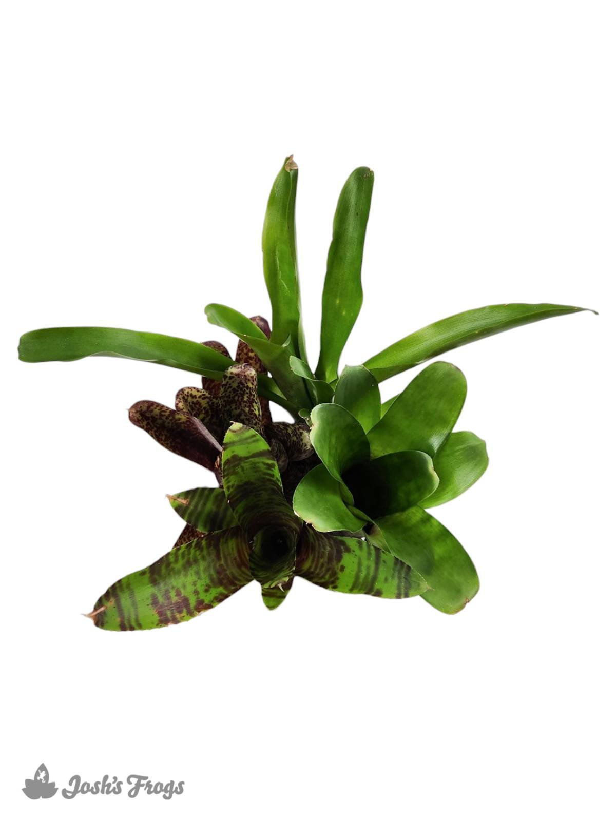 Bromeliad - Large (Grower's Choice)