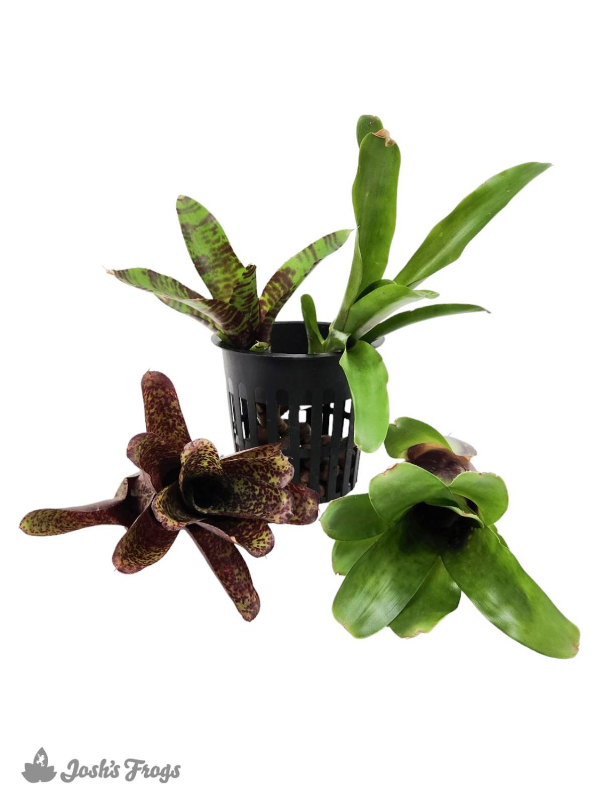 Bromeliad - Large (Grower's Choice)